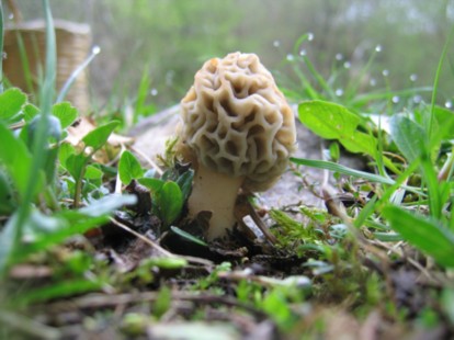morchella....